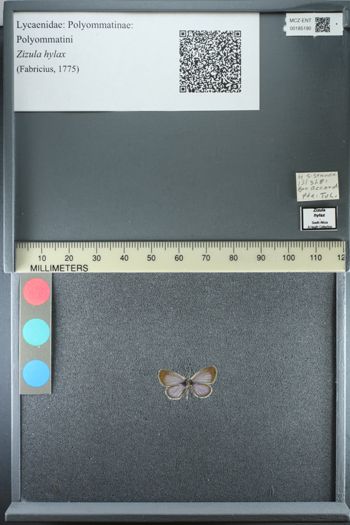 Media type: image;   Entomology 185190